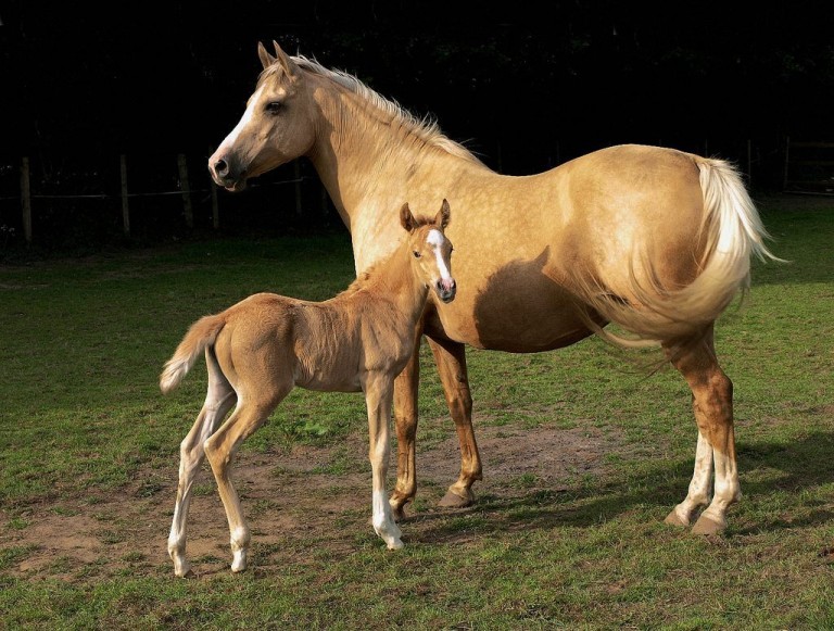 Cavalo Puro Sangue Ingl S Saiba Tudo Sobre A Ra A