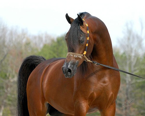 Cavalo Árabe