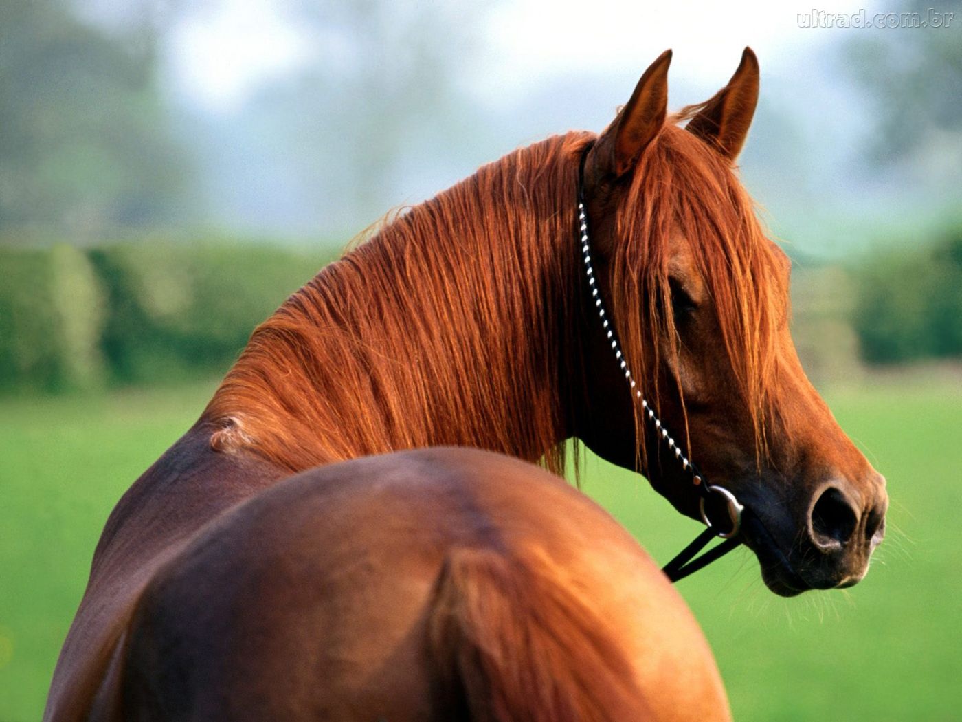 Cavalo Árabe