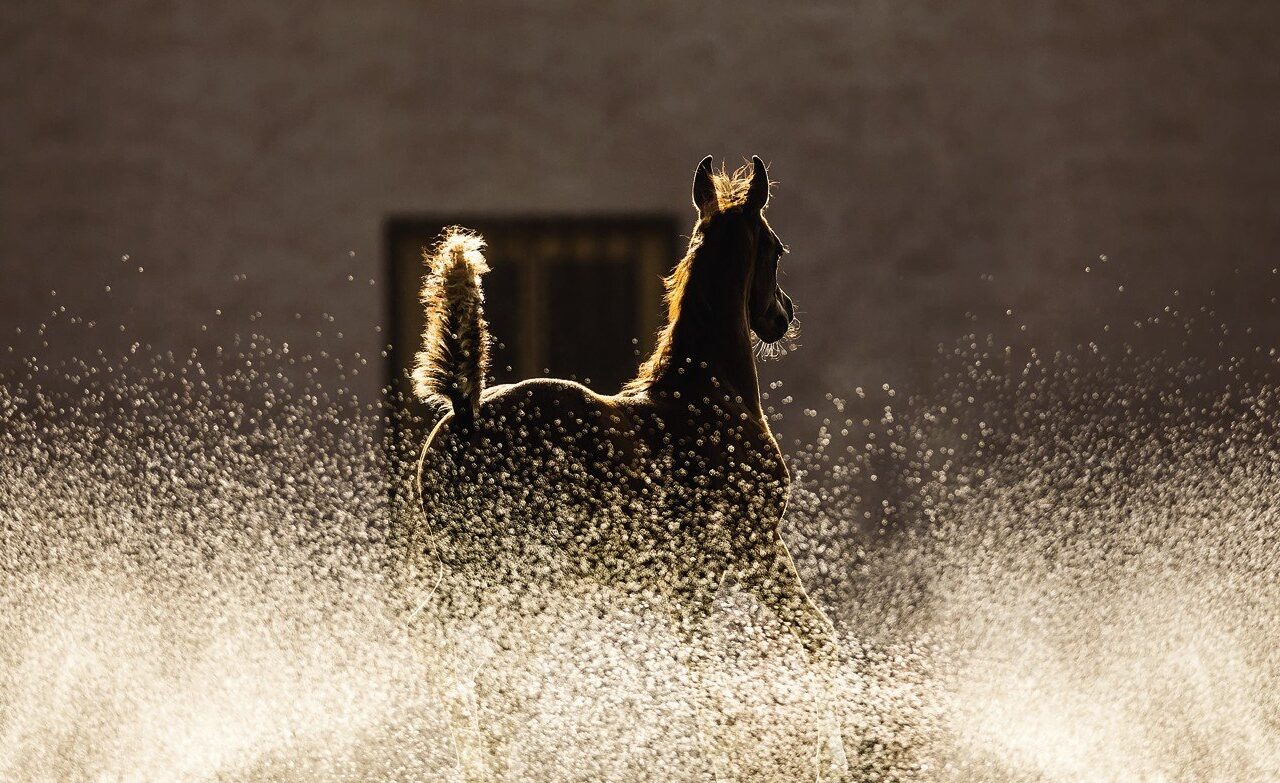 Cavalo galopando na água, contra a luz