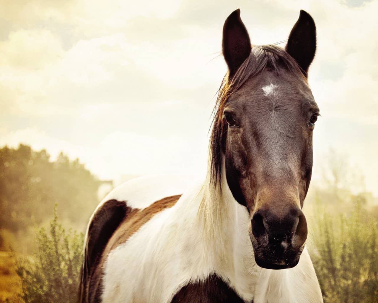 Cavalo malhado olhando para a câmera em um campo ao entardecer