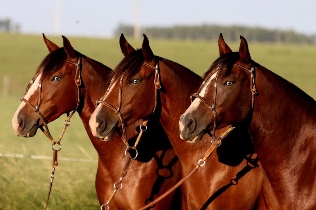 Três cavalos pastando no campo
