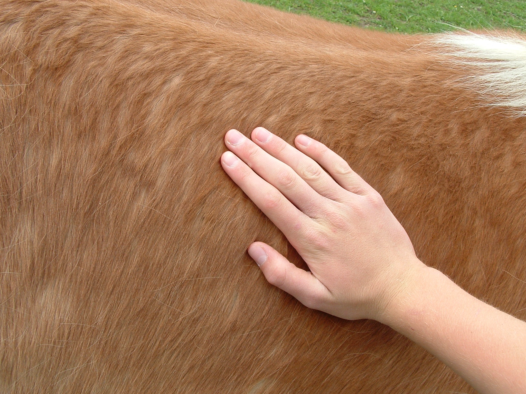 Fisioterapia Veterinária