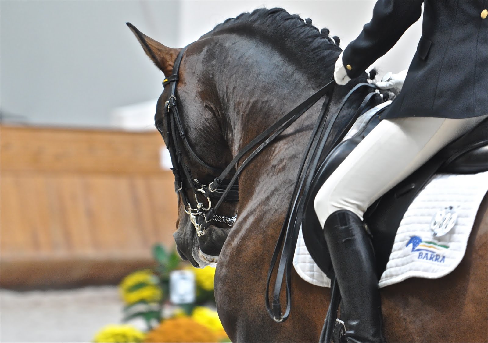 Adestramento e Dressage