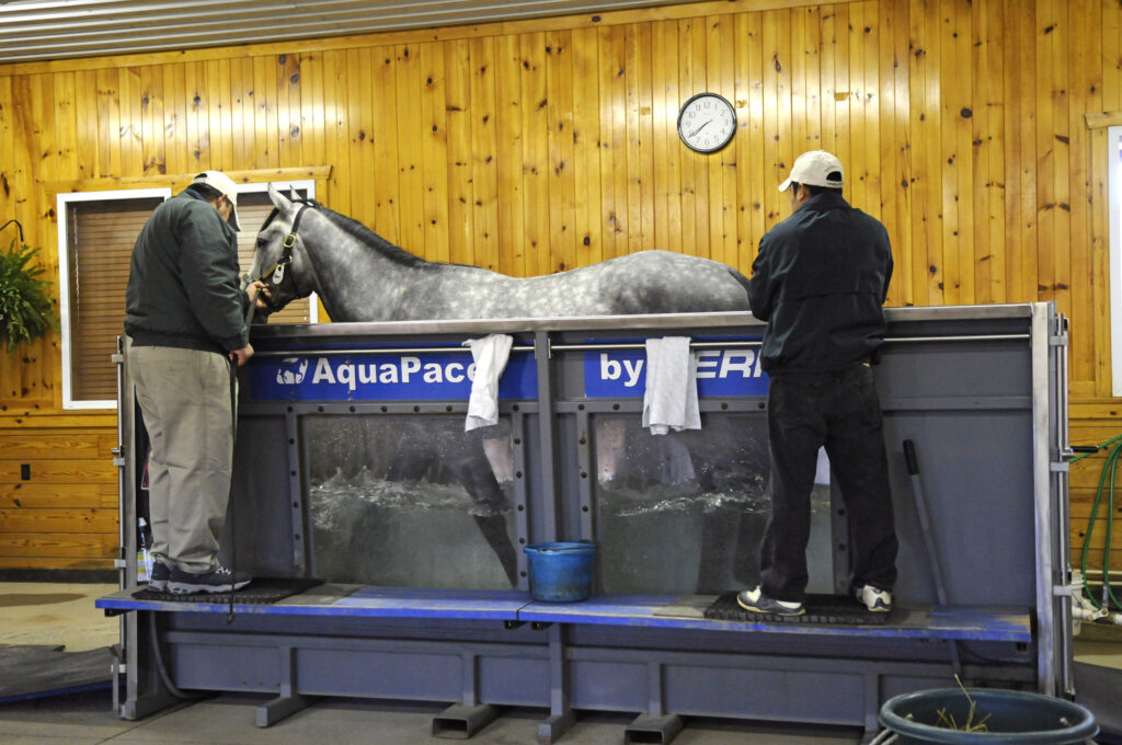 Fisioterapia equina