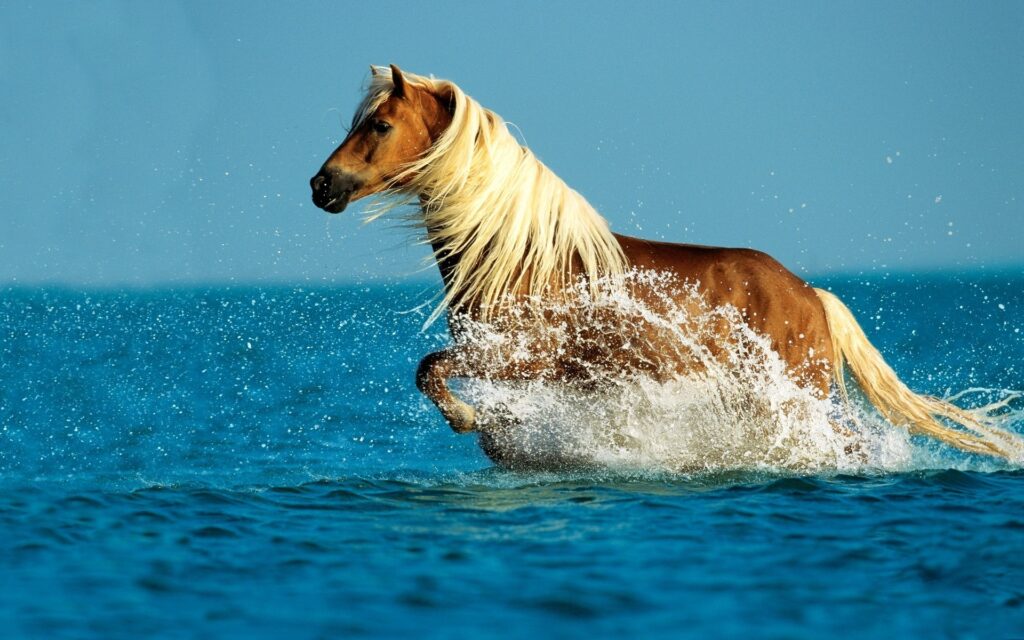 Cavalo e água