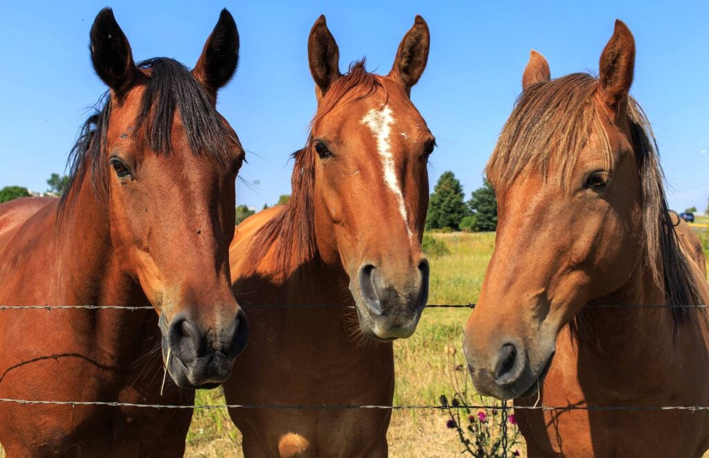 Cavalos atletas