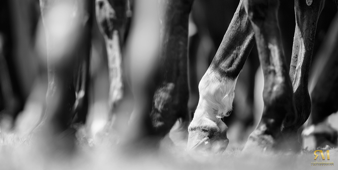 Problemas Ortopédicos dos Cavalos