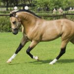 Quarto de Milha – Um cavalo versátil