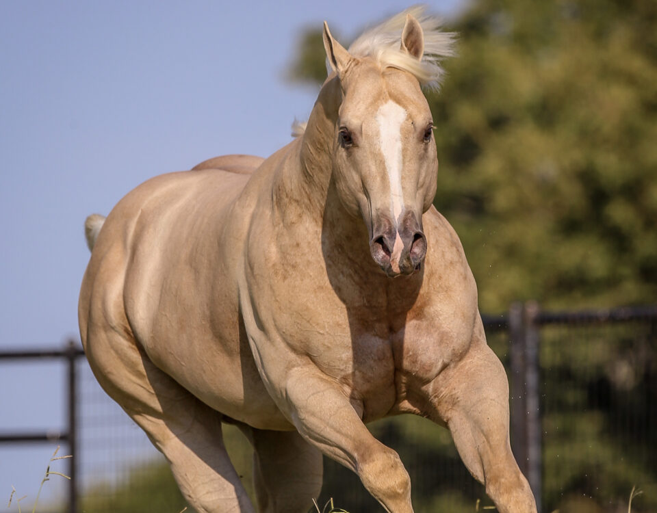 Cavalo Puro Sangue Inglês – Saiba tudo sobre a raça!