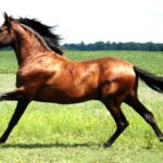 Cavalo Andaluz: Inteligência, garbo e elegância